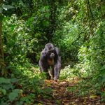 Zentralafrikanische Republik Gorilla