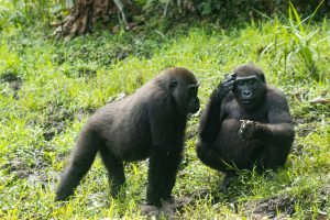 Zwillinge Gorillas - Nuria Ortega