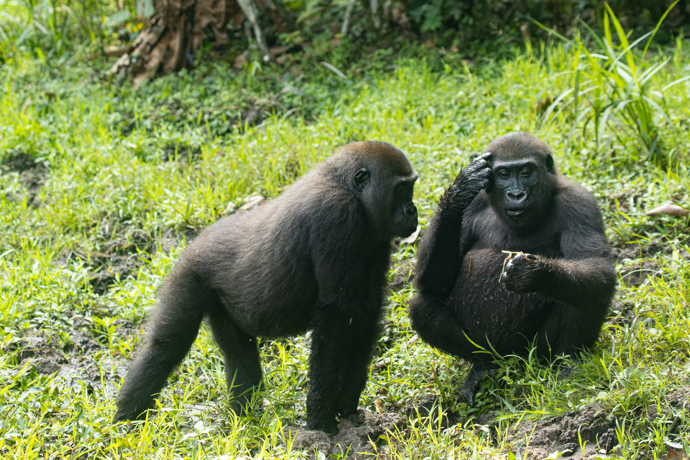 Zwillinge Gorillas - Nuria Ortega