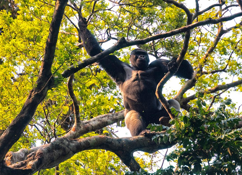 Gorilla im Dzanga Sangha-Nationalpark