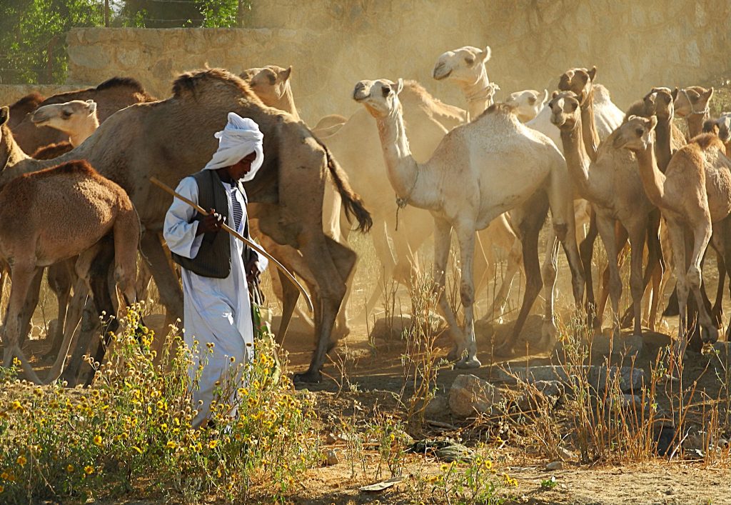 Kamelhirte in Eritrea