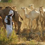 Kamelhirte in Eritrea