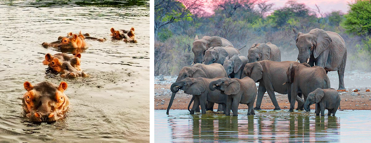 Flußpferde und Elefanten