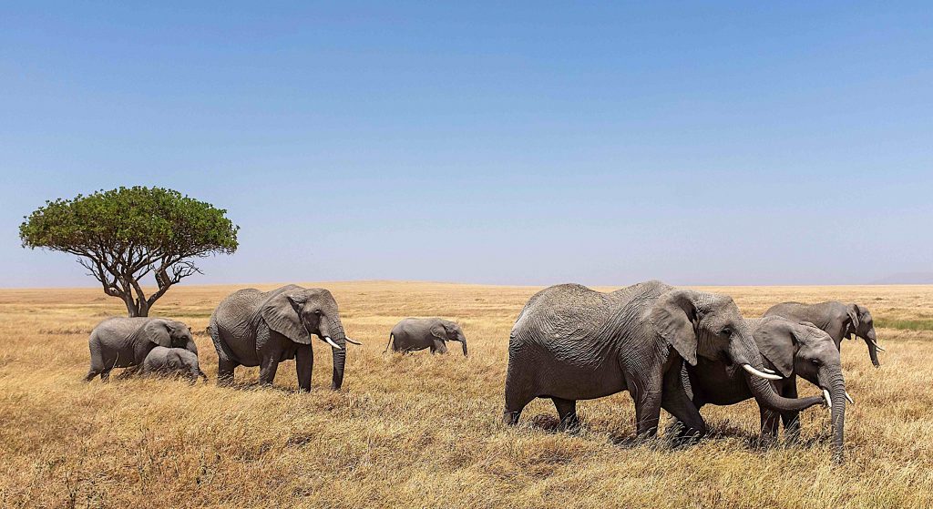 Kenia - Elefanten im Amboseli-Nationalpark