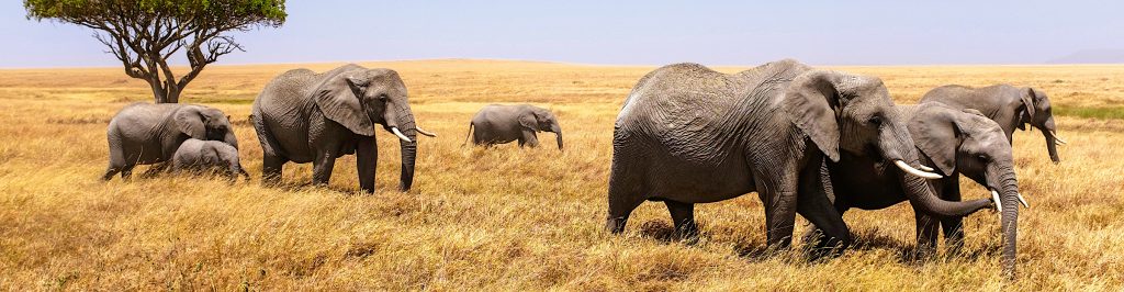 Kenia - Elefantenherde im Nationalpark