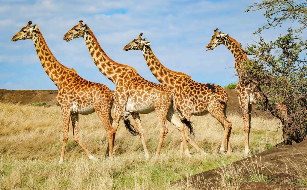 Kenia - Giraffenherde
