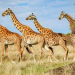 Kenia - Giraffenherde
