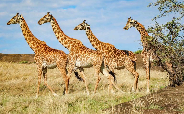 Kenia - Giraffenherde