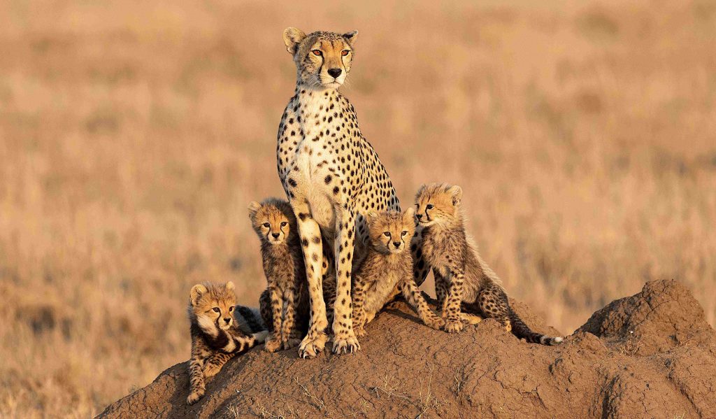 Kenia - Leoparden im Tsavo-East-Nationalpark