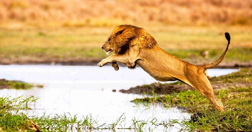 Kenia - Löwe im Tsavo-West Nationalpark