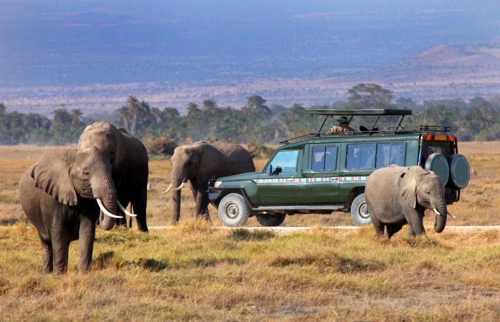 Kenia - Safari - Elefantenherde