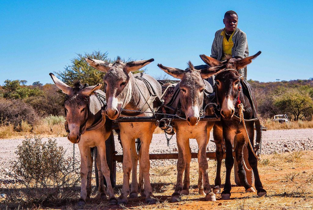 Namibia - Donkey Cart