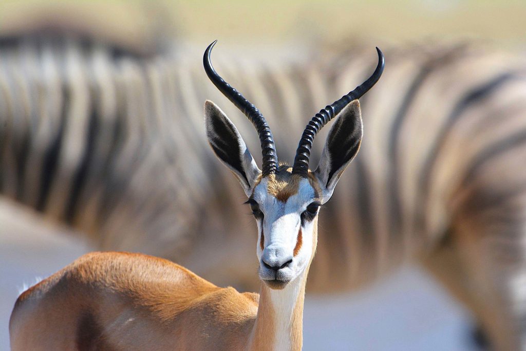 Namibia - Etosha Nationalpark - Springbock