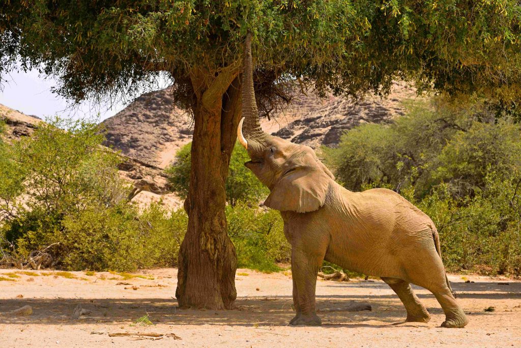 Namibia - Wüsten-Elefant