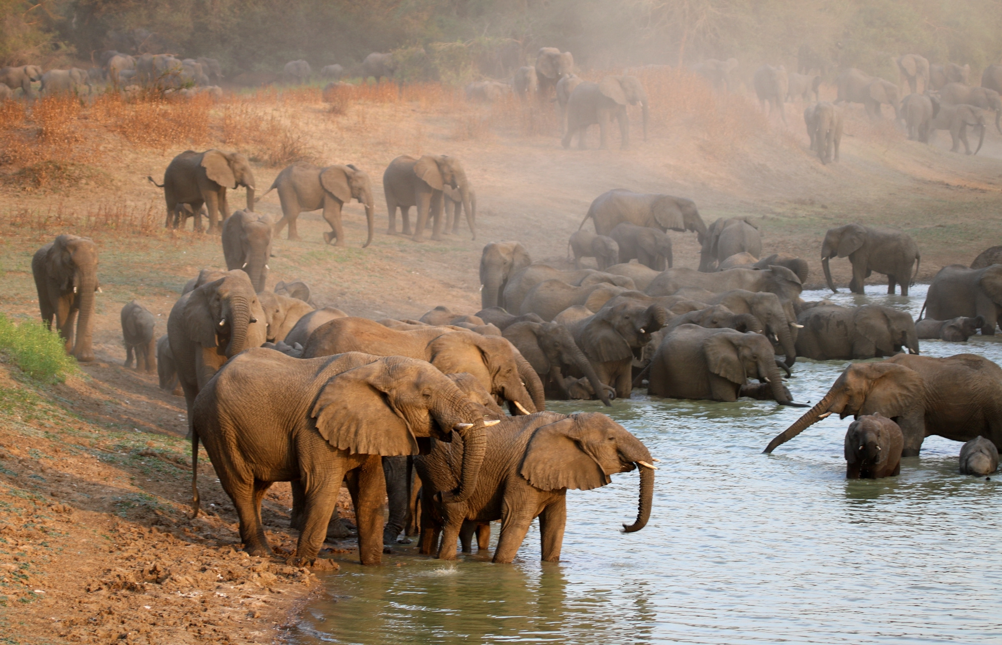 Wüste mit Palme in Algerien - Frans Lemmens