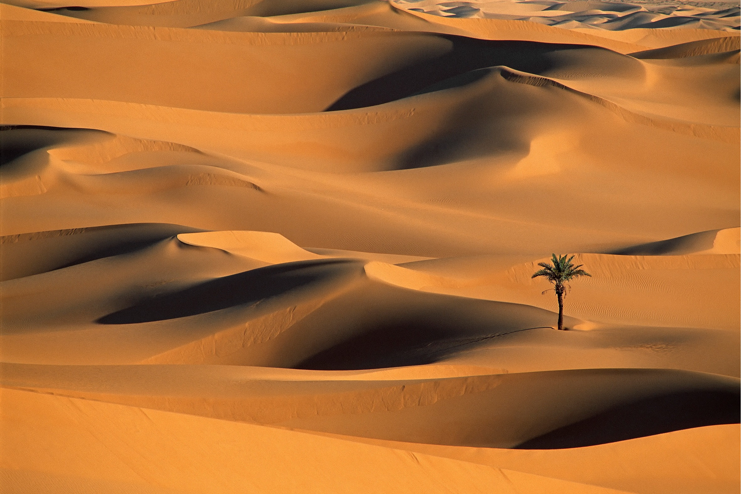Wüste mit Palme in Algerien - Frans Lemmens