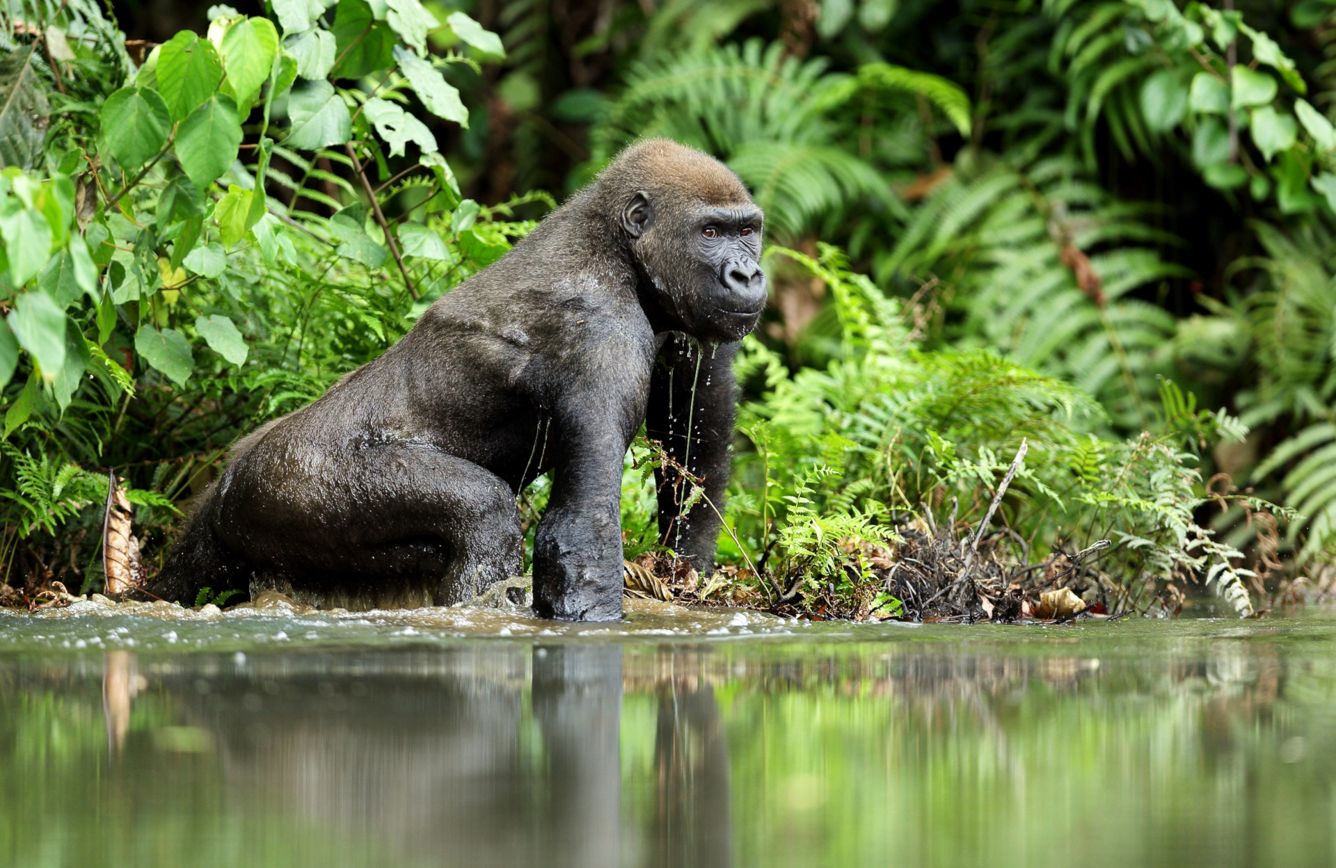 Wüste mit Palme in Algerien - Frans Lemmens